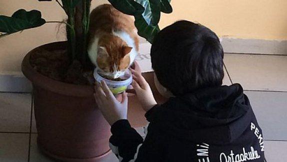 N.A.Ekşioğlu İlkokulu Proje Çalışmaları "Dostum" Kedisinin Bakımını Üstlendik